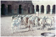 gaushala