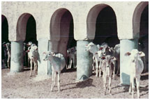 gaushala